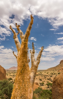 Wildlife Photography Course