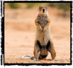 Wildlife Album