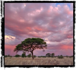 Landscape Album